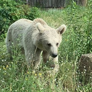 Syrian brown bear