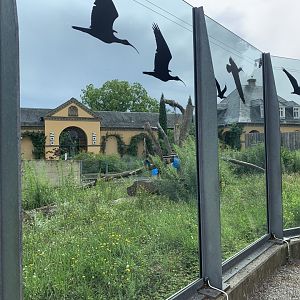 Syrian brown bear exhibit