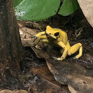 Golden poison dart frog