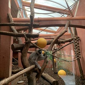 Langur indoor exhibit