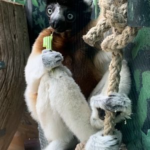 Crowned sifaka