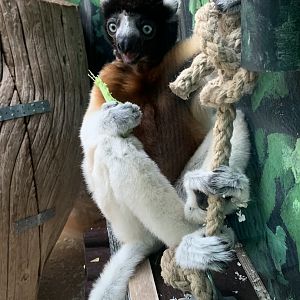 Crowned sifaka