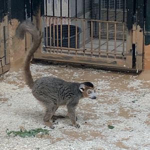 Crowned lemur