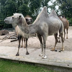 Bactrian camels