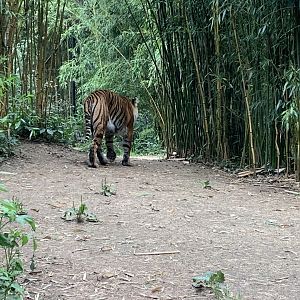 Sumatran tiger