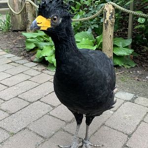 Bare-faced curassow
