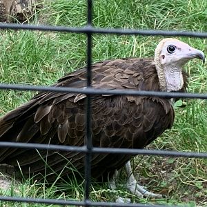 Hooded vulture