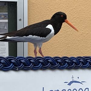 Eurasian oystercatcher