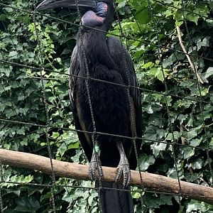 Abyssinian ground hornbill