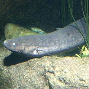South American lungfish