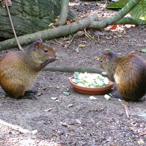Black-rumped agouti