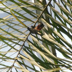 Vietnamese small flying fox