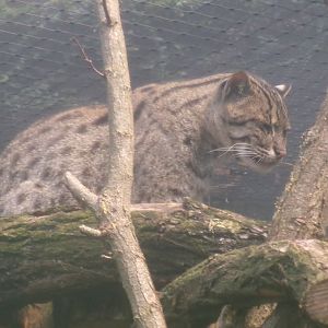 Fishing cat