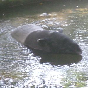Malaysian tapir