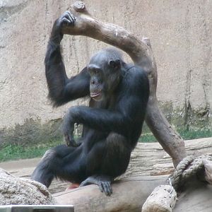 Chimpanzee