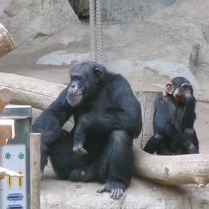 Chimpanzees