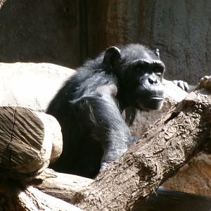 Chimpanzee