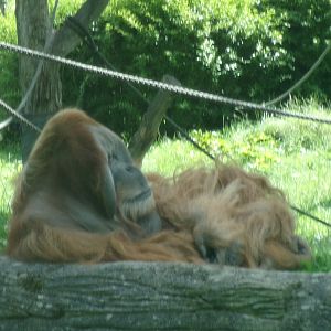 Sumatran orangutan