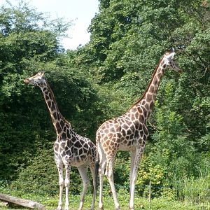 Rothschild's giraffe