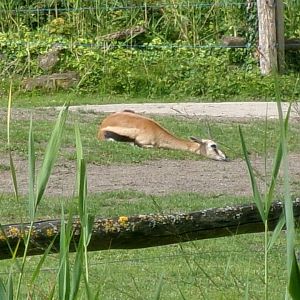 Thomson's gazelle