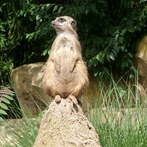 Meerkat
