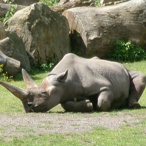 Eastern black rhinoceros