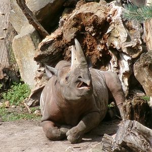Eastern black rhinoceros