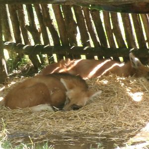 Maned wolves