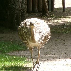 Lesser rhea