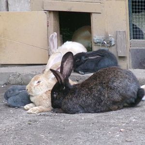 Flemish giants