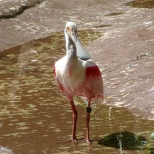 Roseate spoonbill