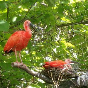 Scarlet ibises