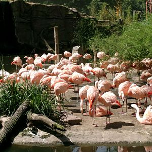 Chilean flamingos