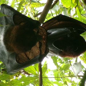 Vietnamese small flying fox