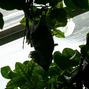 Vietnamese small flying fox