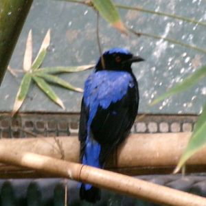 Asian fairy-bluebird