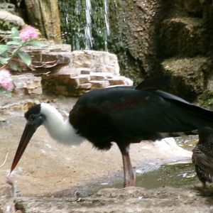 Asian woollyneck stork