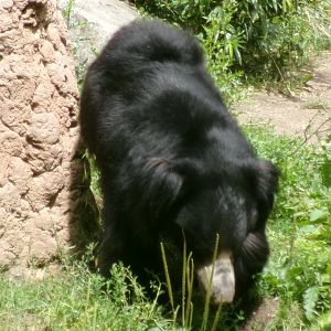 Indian sloth bear
