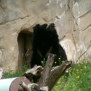 Indian sloth bear