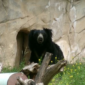 Indian sloth bear