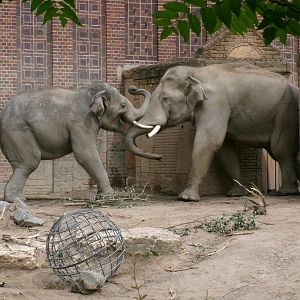 Asian elephants