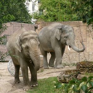Asian elephants