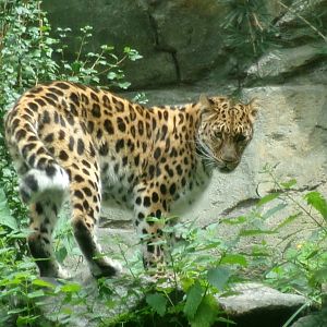 Amur leopard