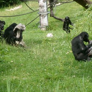 Bonobos