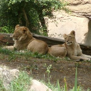 Southeast African lions