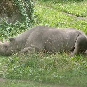 Eastern black rhinoceros