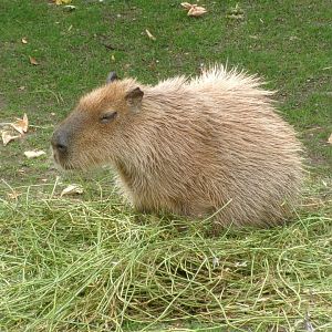 Capybara