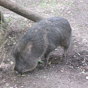 Chacoan peccary