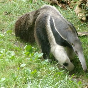 Giant anteater