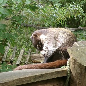 White-nosed coati